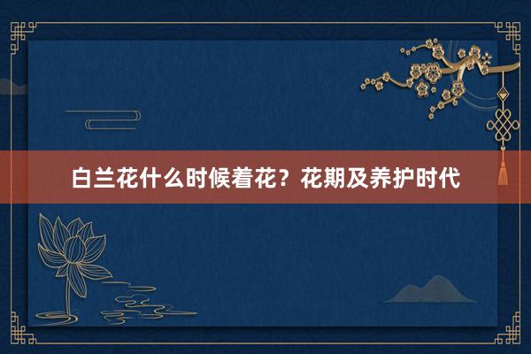 白兰花什么时候着花？花期及养护时代